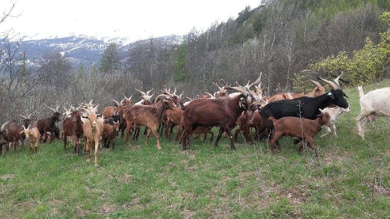 Chèvre du Rove : Un trésor du Sud de la France